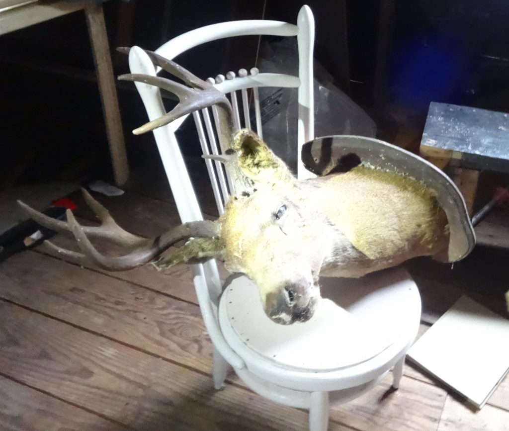 Deer head that Laing had on the wall in Shakesides