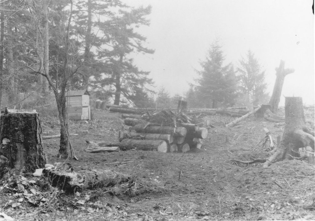 Logs harvested at homesite 1922
