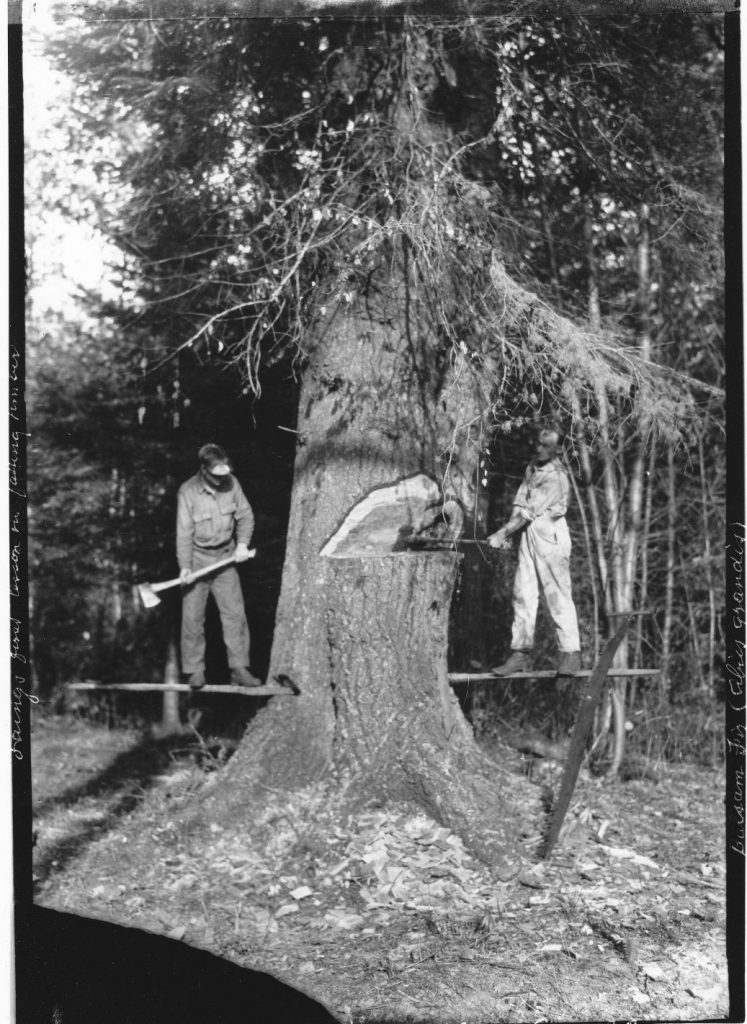 First lesson on how to fall tree 1922