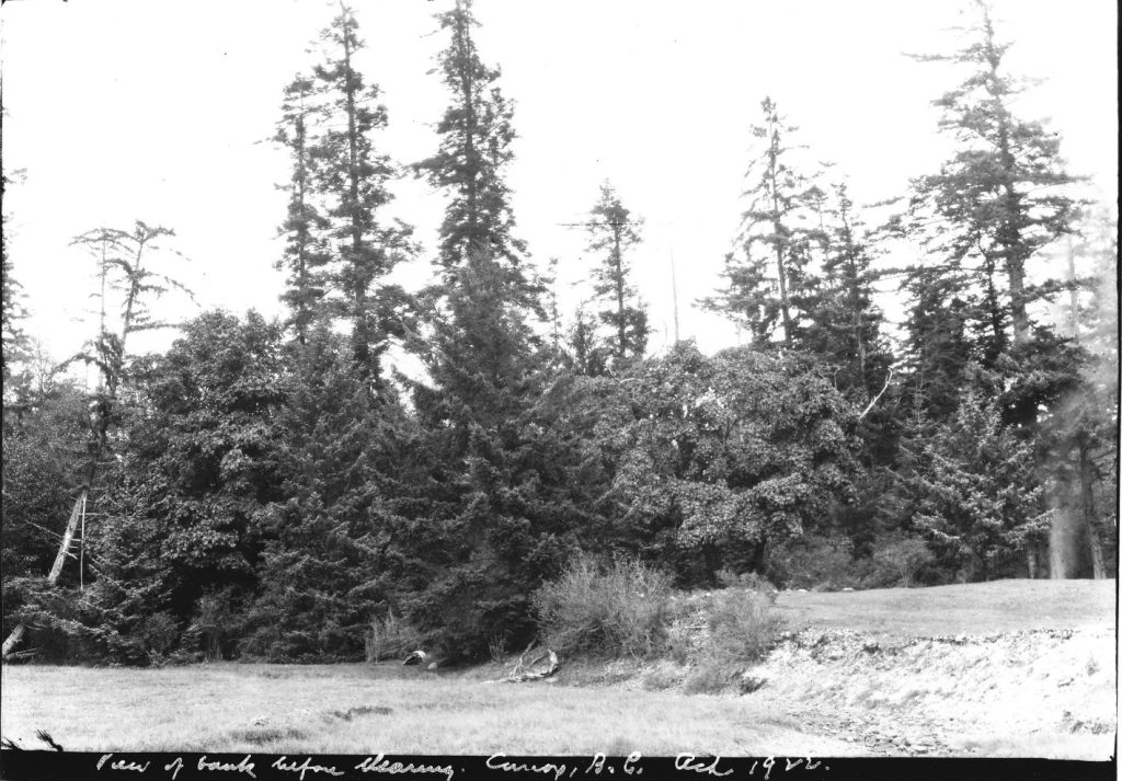 Homesite bank before clearing Oct. 1922