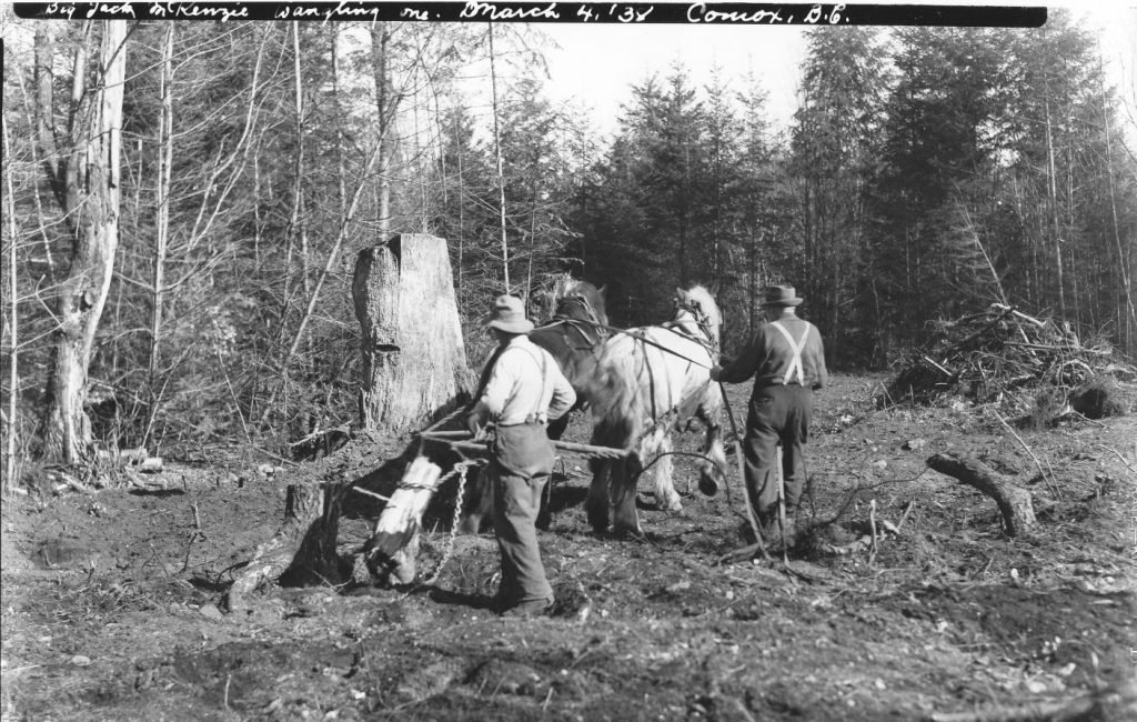 Big Jack McKenzie stump wrangling Mar. 1938