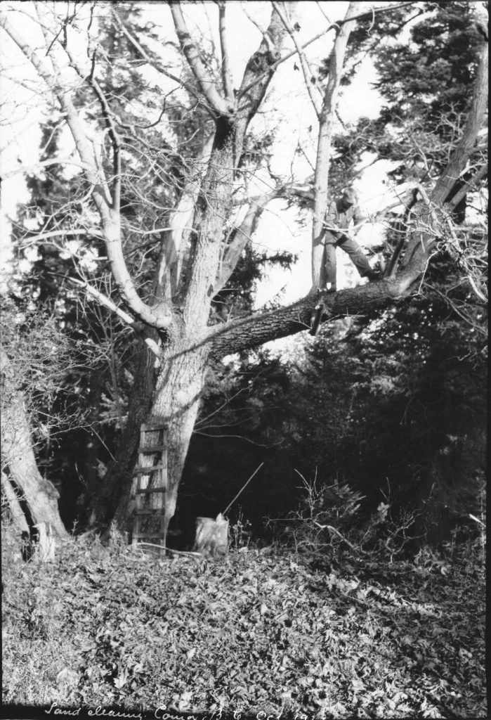 Laing cutting tree (right branc), during land clearing 1922
