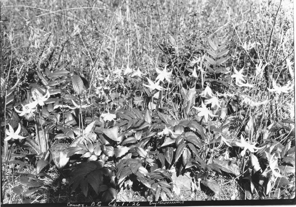 Oregon grape, fawn lily April 1926