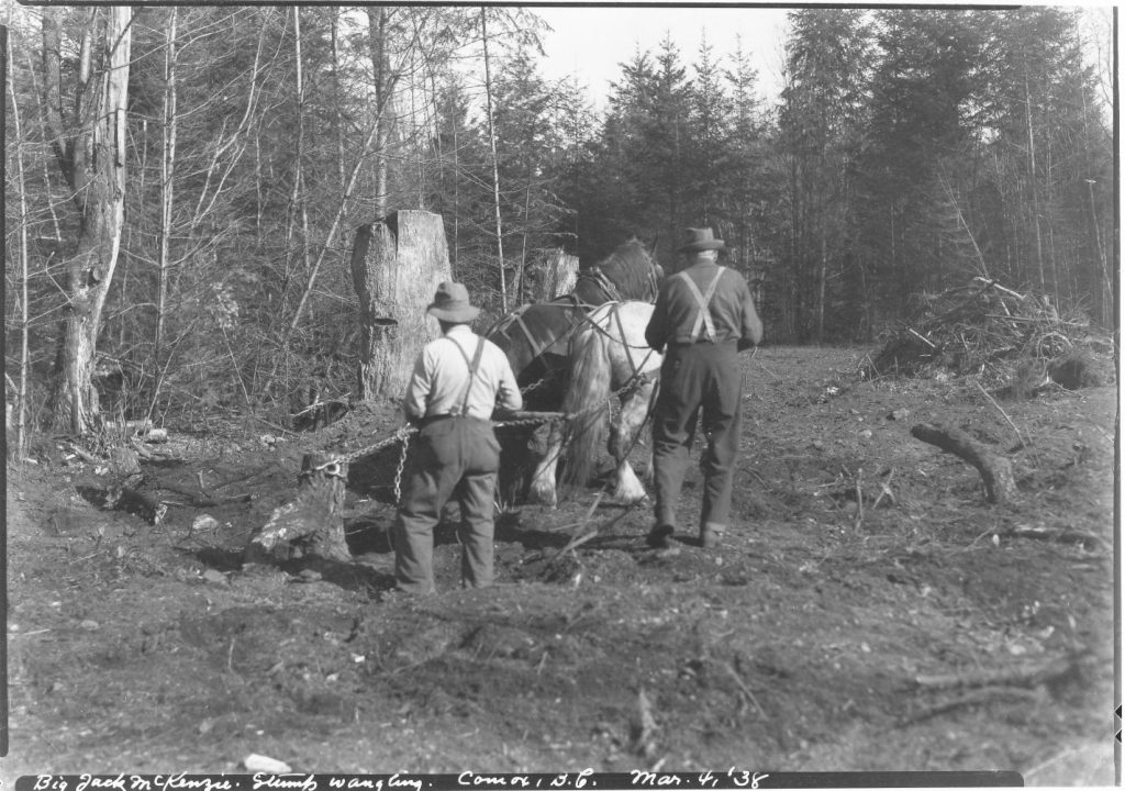 More stump clearing by McKenzie, March 1938