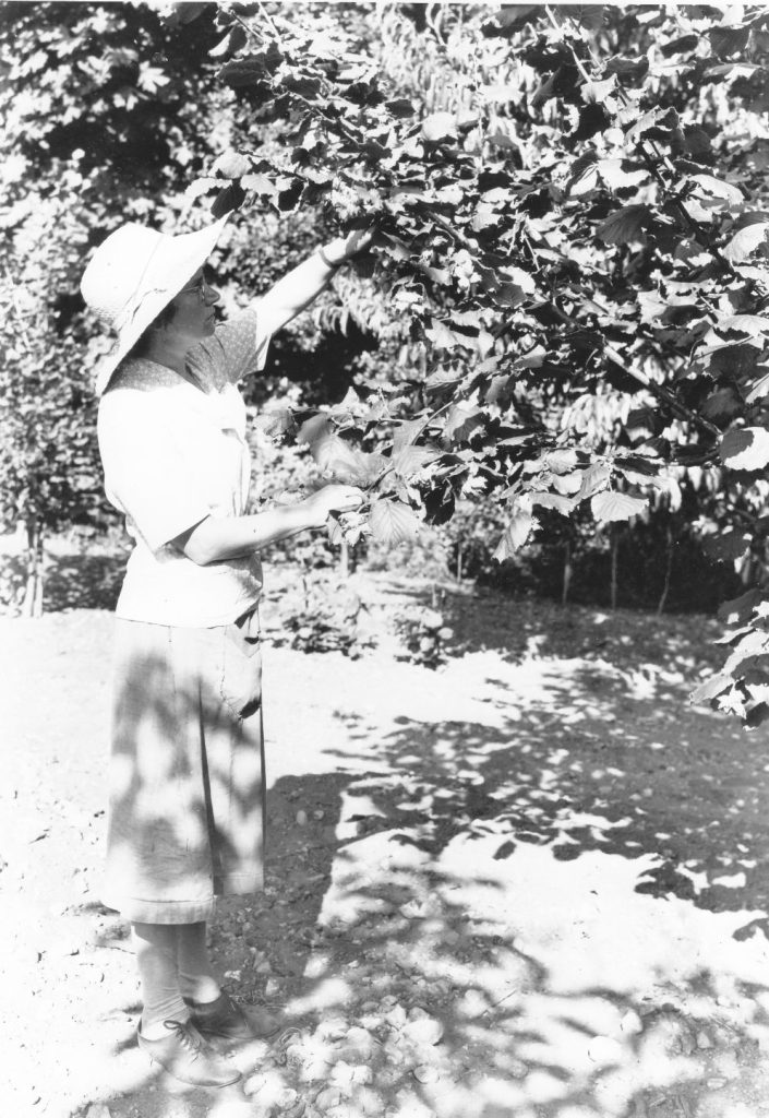 Ethel Laing examining hazelnut tree