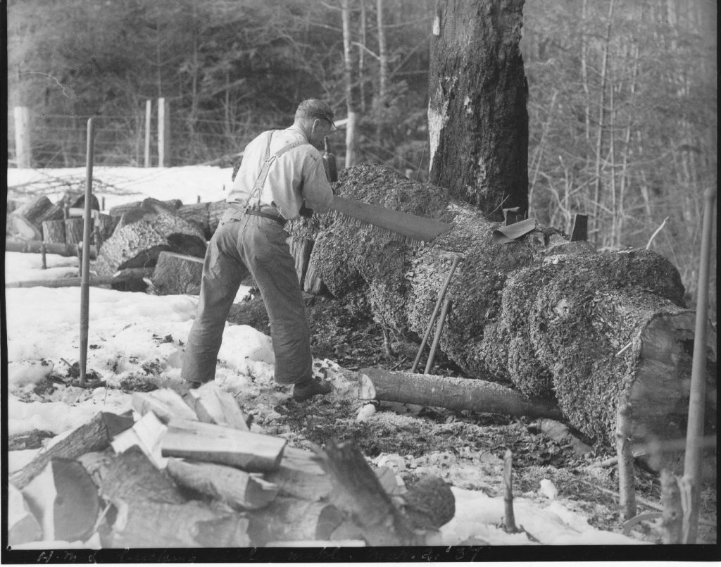 Laing cutting large log