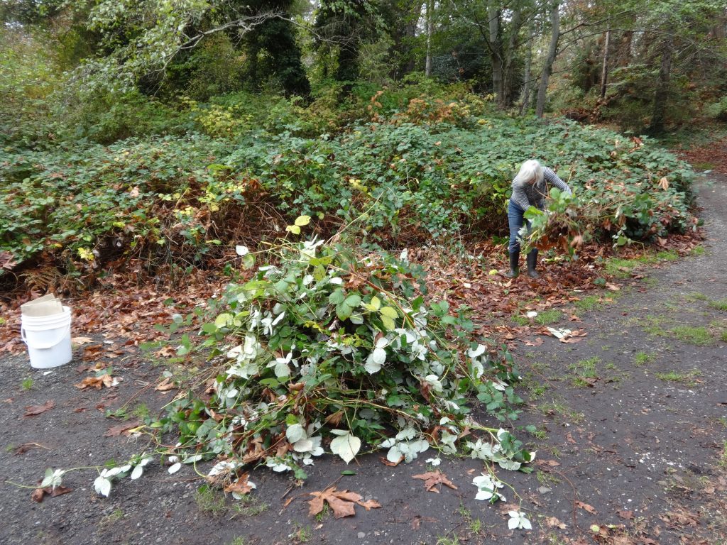 MLHS removing invasive blackberry, Oct 2015