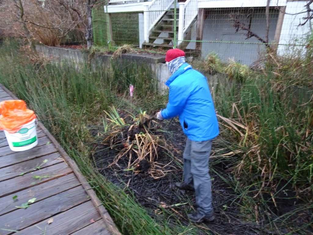 MLHS removing invasive yellow flag iris in front of Shakesides