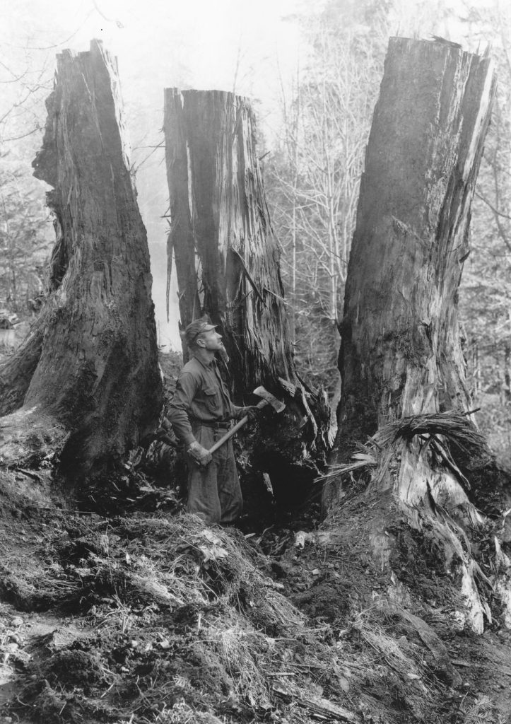 Laing with 3 parts of large stump after blasting on homesite, 1922.