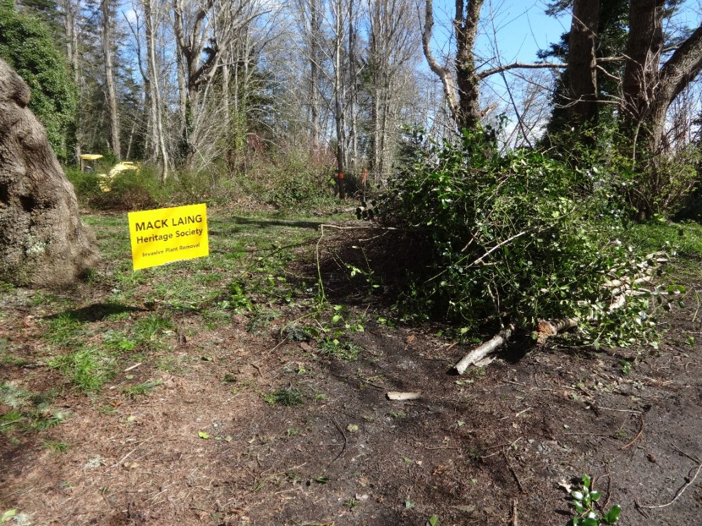 MLHS invasives pile, March 2016