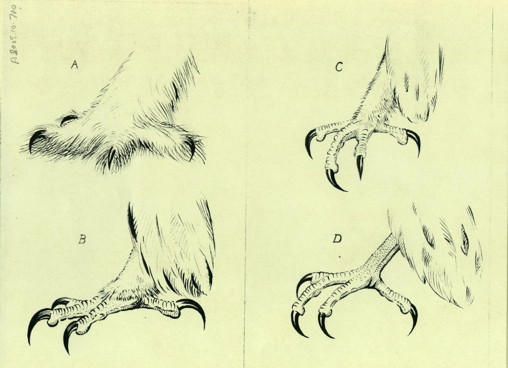 Drawings of raptor feet by Mack Lainng