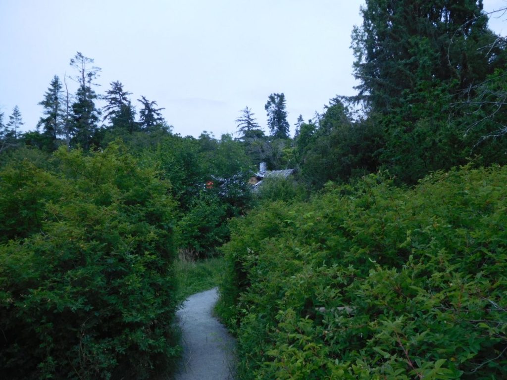 Shakesides from very overgrown beach path, June 24, 2025