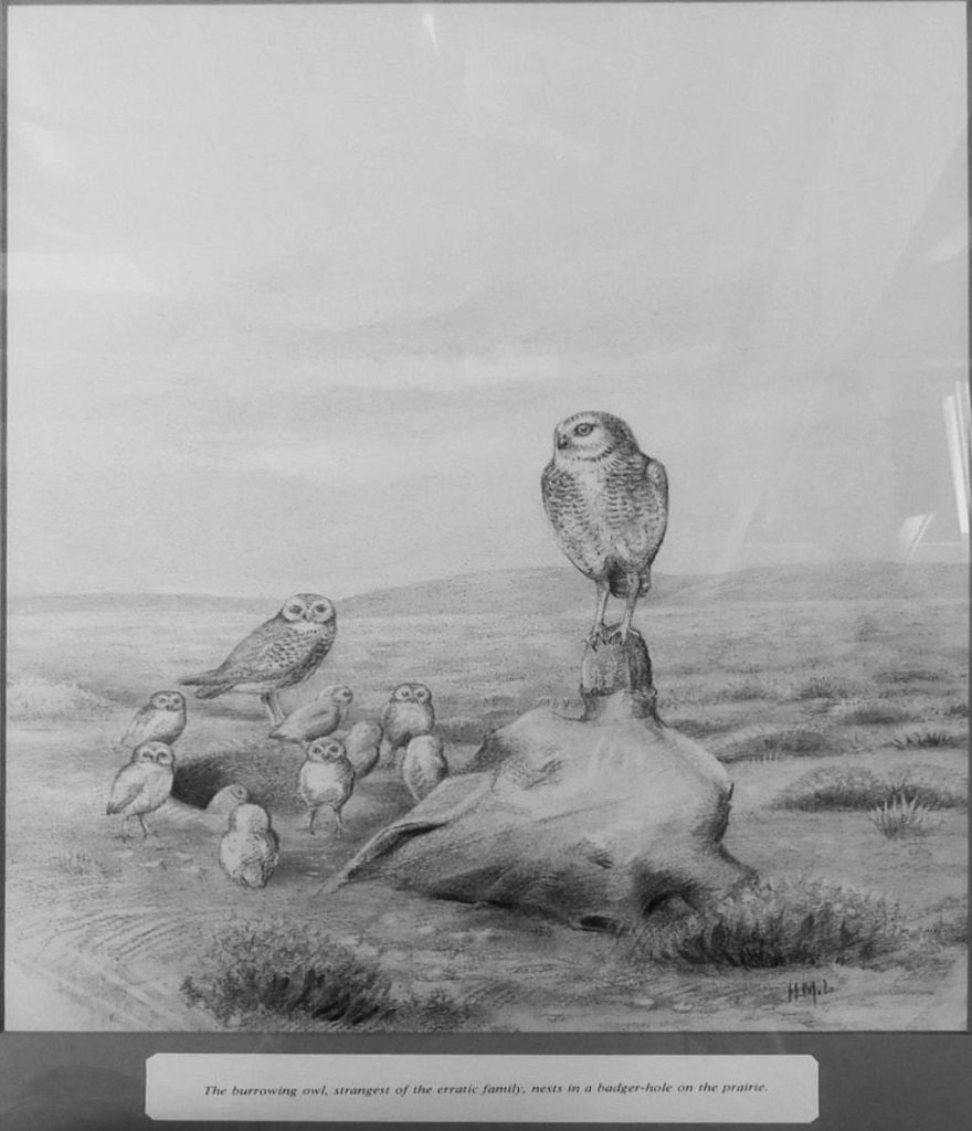 Laing drawing of burrowing owl family *