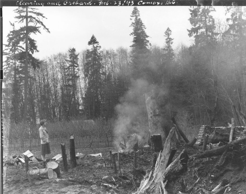 Ethel Laing watching clearing of land for orchard, February 1943