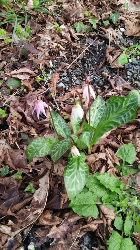 Fawn lily behind Shakesides in 2017, planted by MLHS