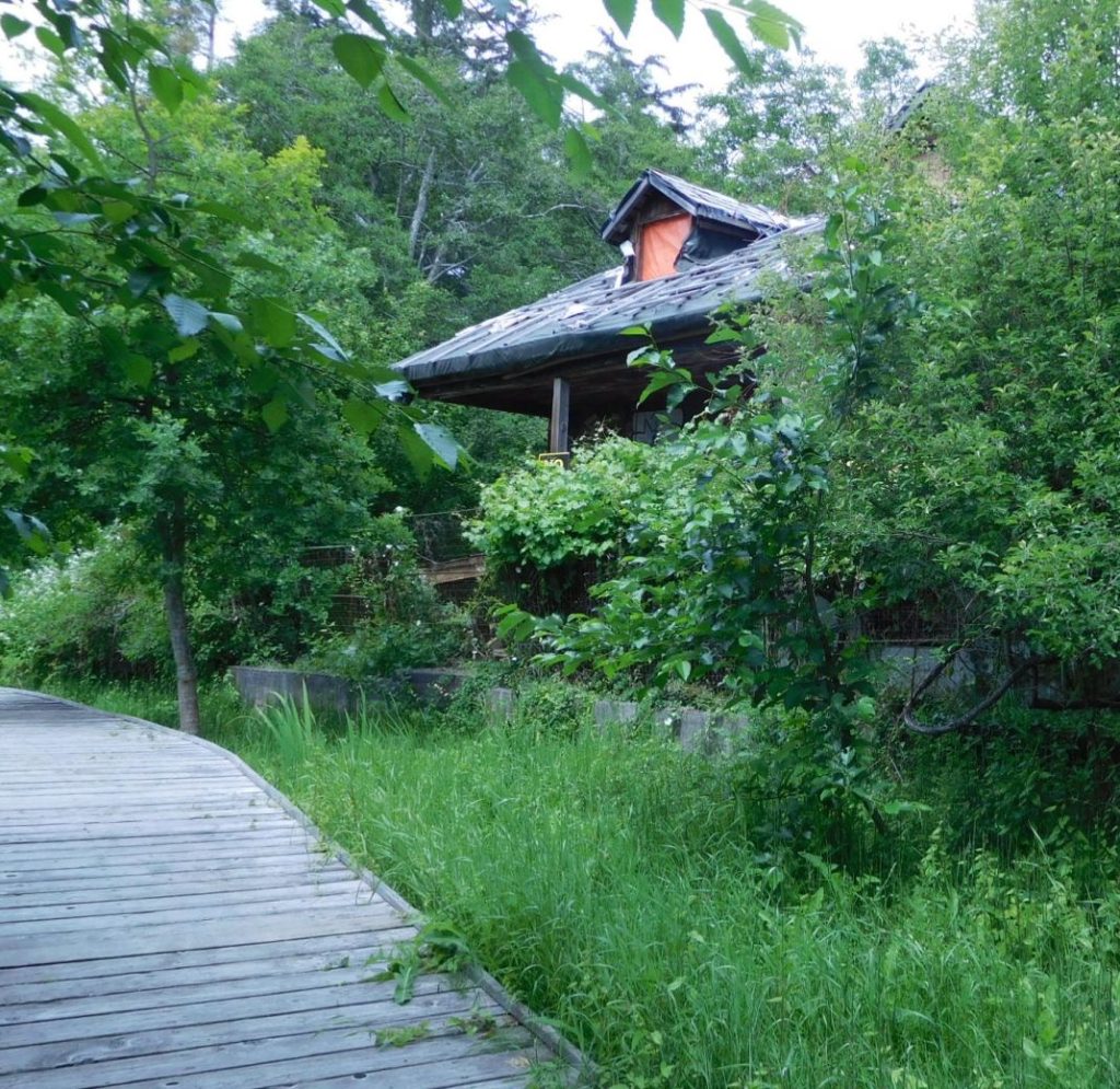 Front of Shakesides from wood walkway, overgrown as never before, June 24, 2025