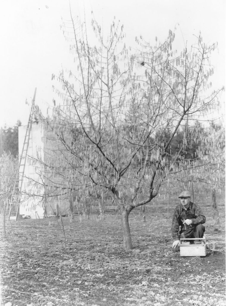 Laing in hazelnut orchard in bloom in winter