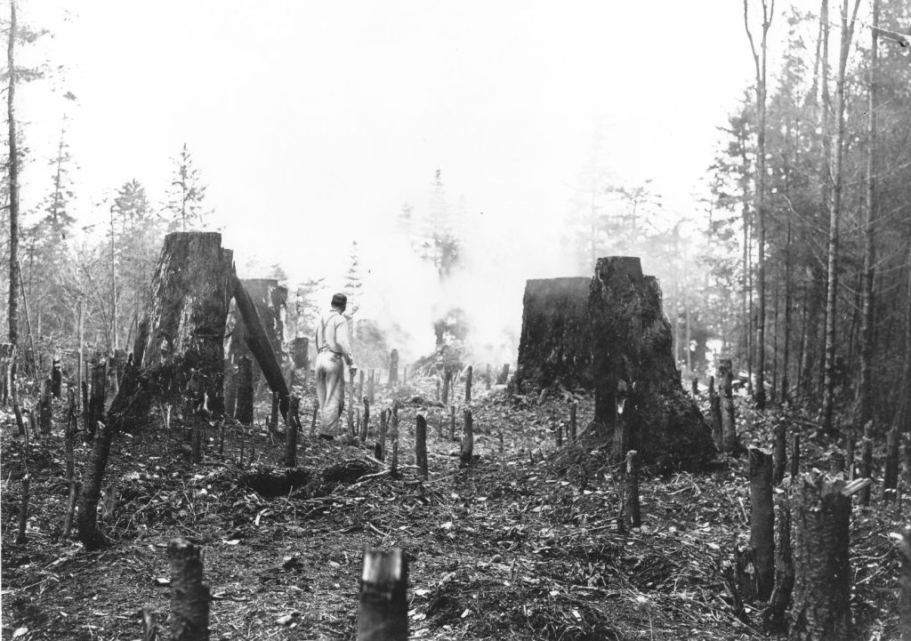 Homesite clearing in progress