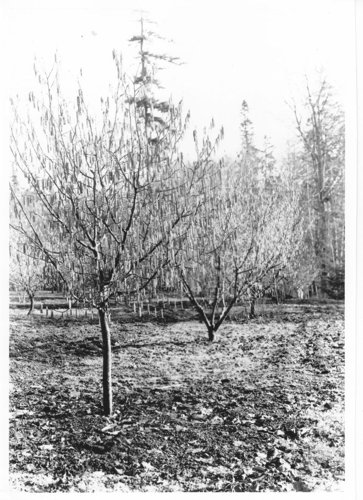 Hazelnut orchard in winter
