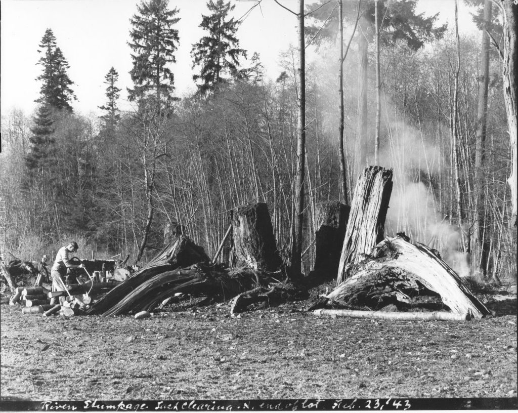 River stumps February 1943