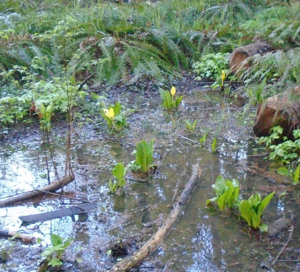 Skunk cabbage in MLHS restored marsh besides Shakesides