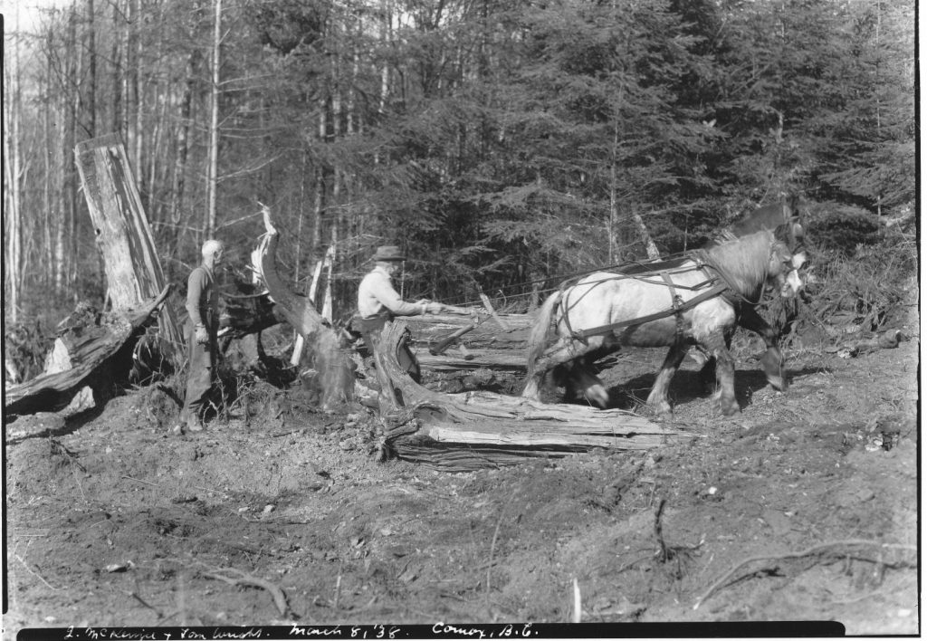 stump clearing Baybrook 1938